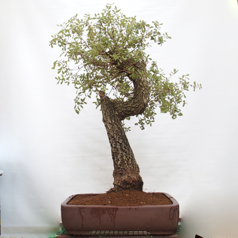 Yamadori - Quercus Ilex - Oak holly