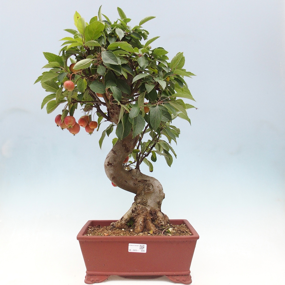Outdoor bonsai - Malus halliana - Small-fruited apple tree