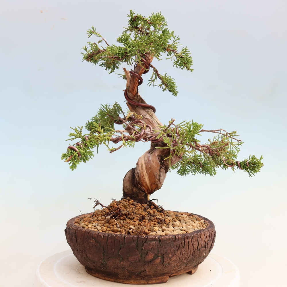 Outdoor Bonsai - Juniperus chinensis Itoigawa - Chinese Juniper