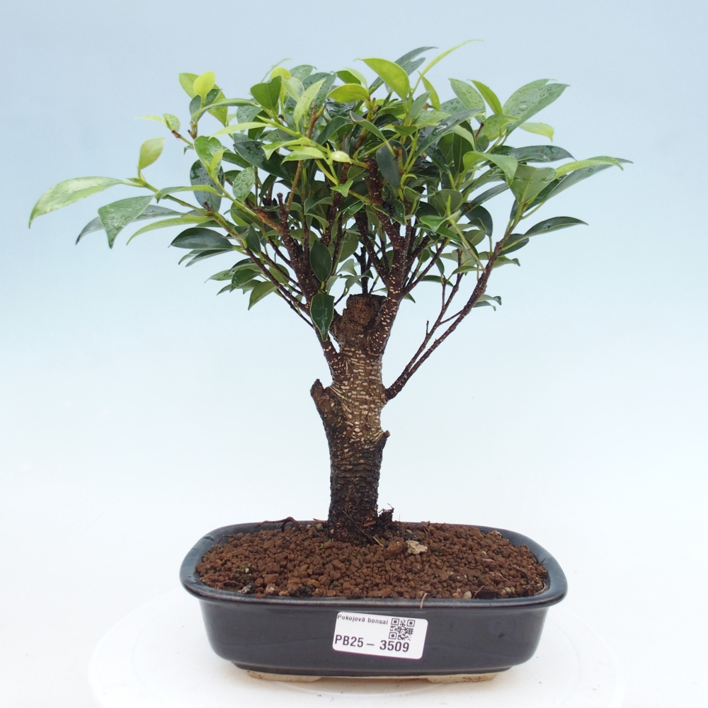 Room bonsai - Ficus retusa - small-leaved ficus