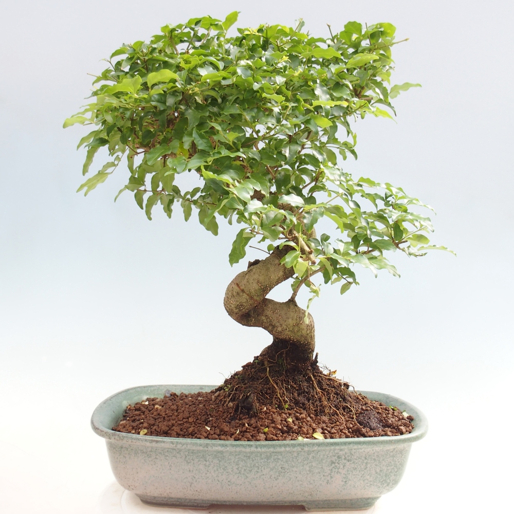 Room bonsai -Ligustrum chinensis - Birds Beak