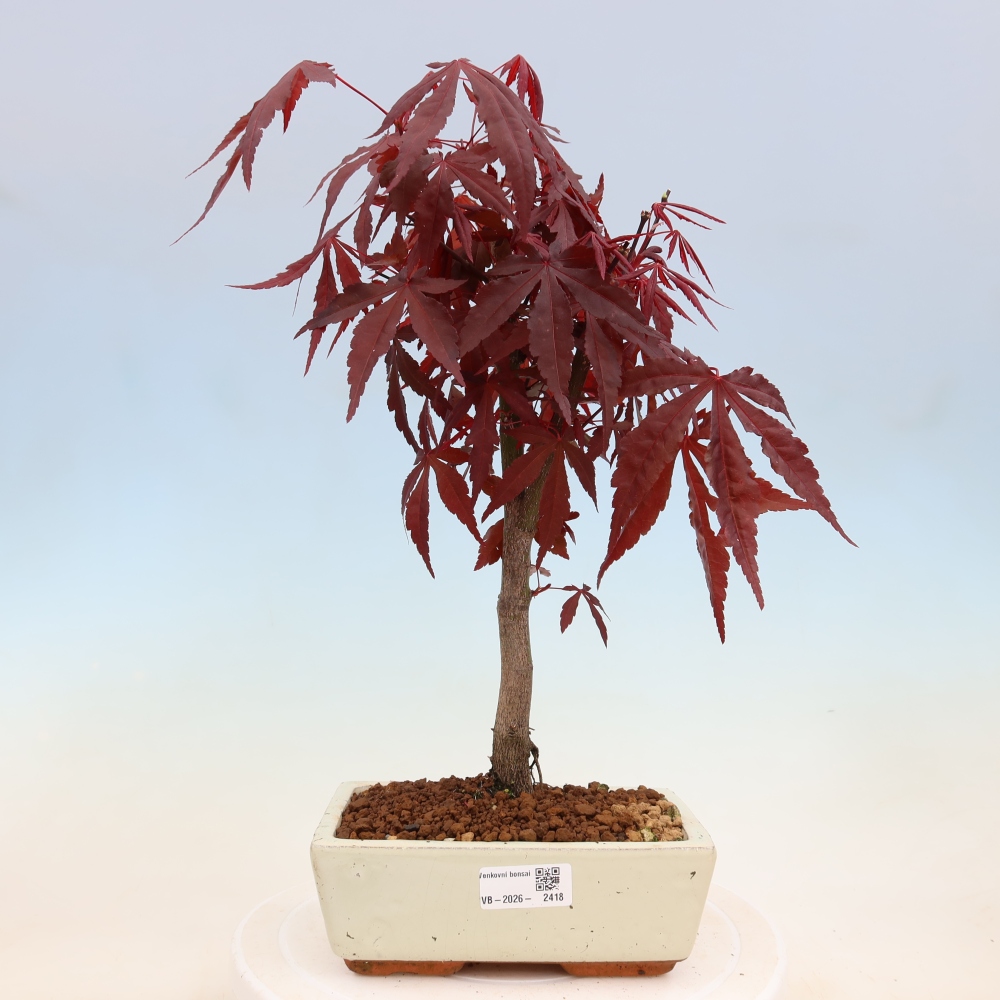 Outdoor bonsai - Acer palm. Atropurpureum-Javor palmate