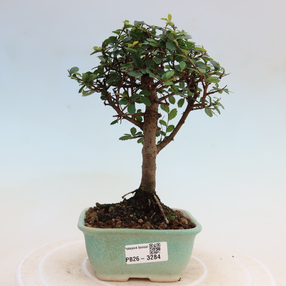 Room bonsai - Ulmus parvifolia - Small-leaved elm