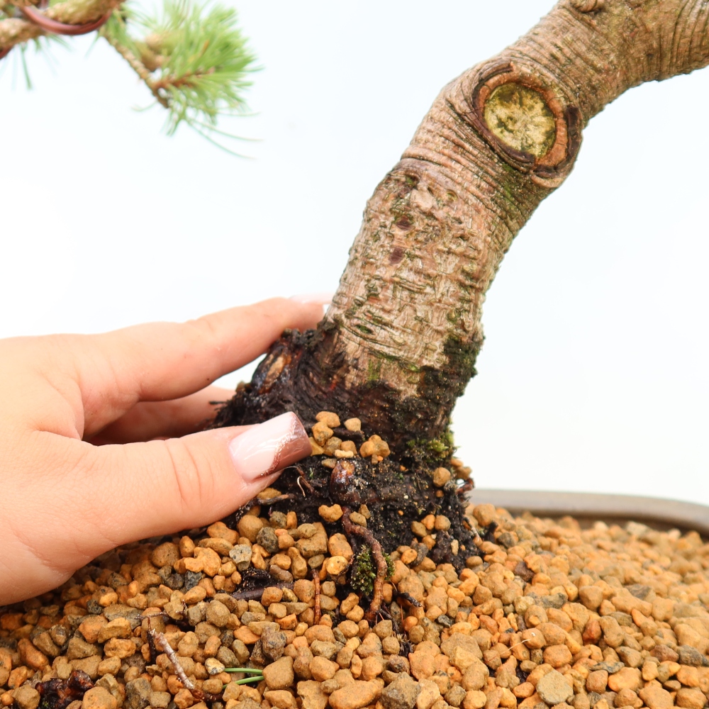 Outdoor Bonsai - Pinus mugo Humpy  - Mountain Pine