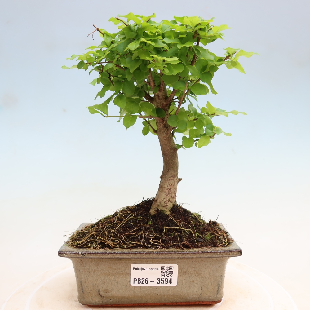 Room bonsai -Ligustrum chinensis - Birds Beak