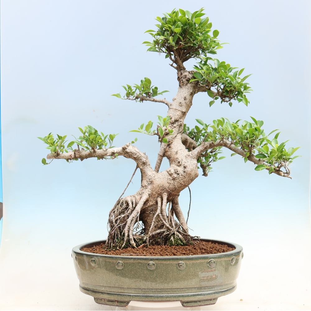 Room bonsai - Ficus kimmen - small-leaved ficus