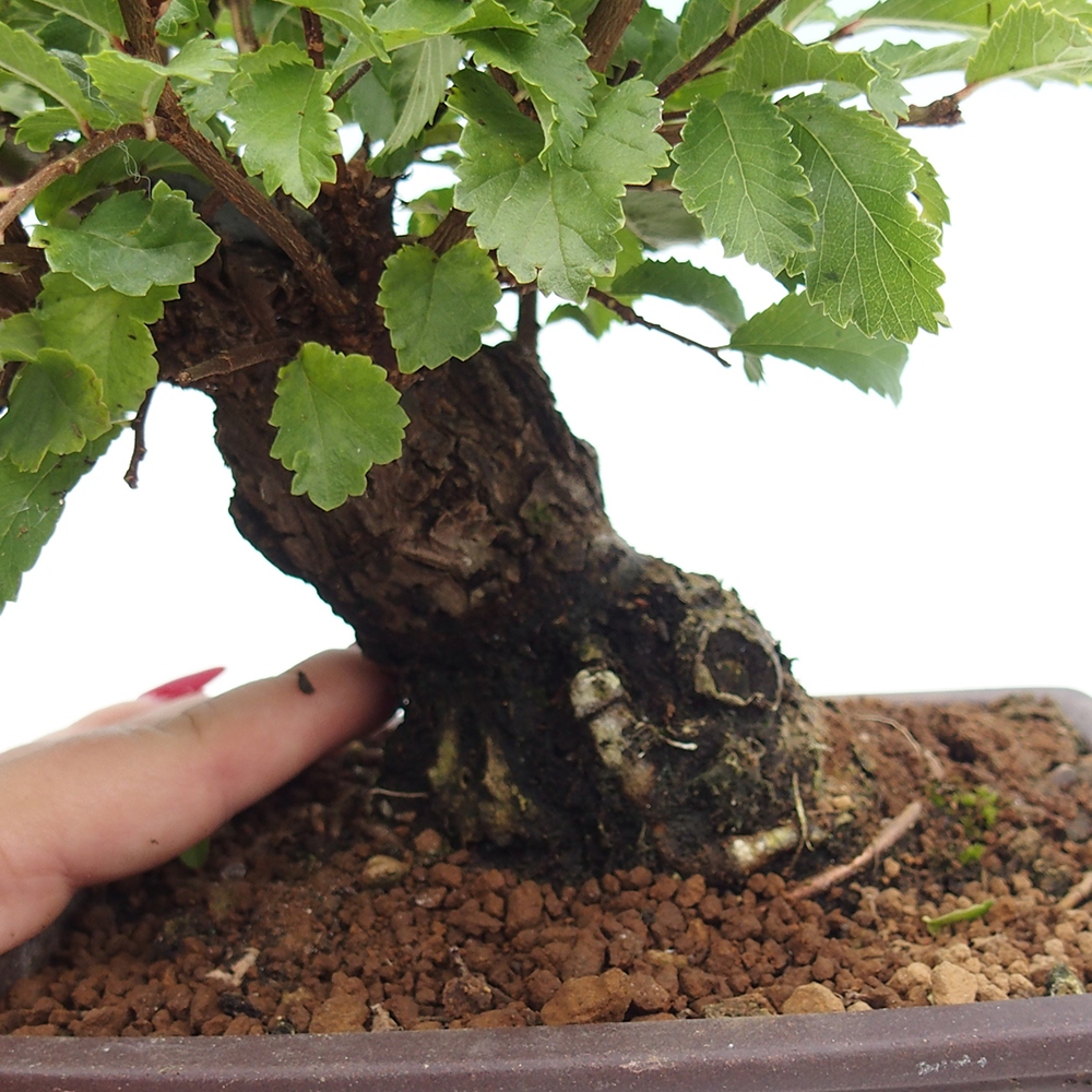 Outdoor bonsai - Zelkova - Zelkova NIRE