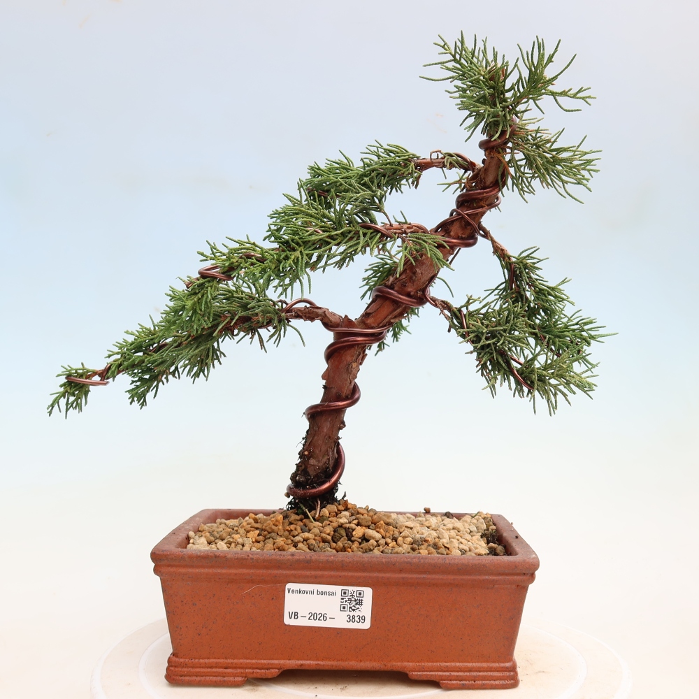 Outdoor bonsai - Juniperus chinensis Kishu