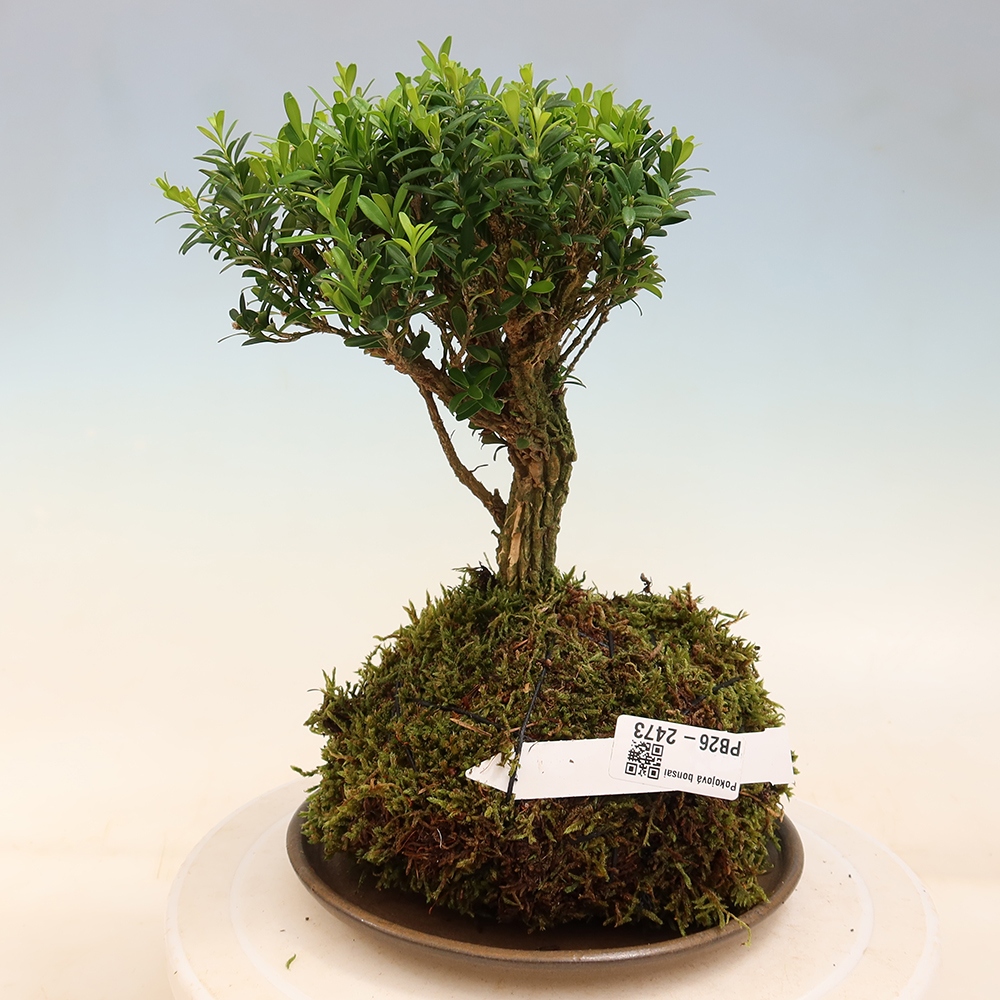 Kokedama with a saucer - Buxus harlandii - Cork Boxwood