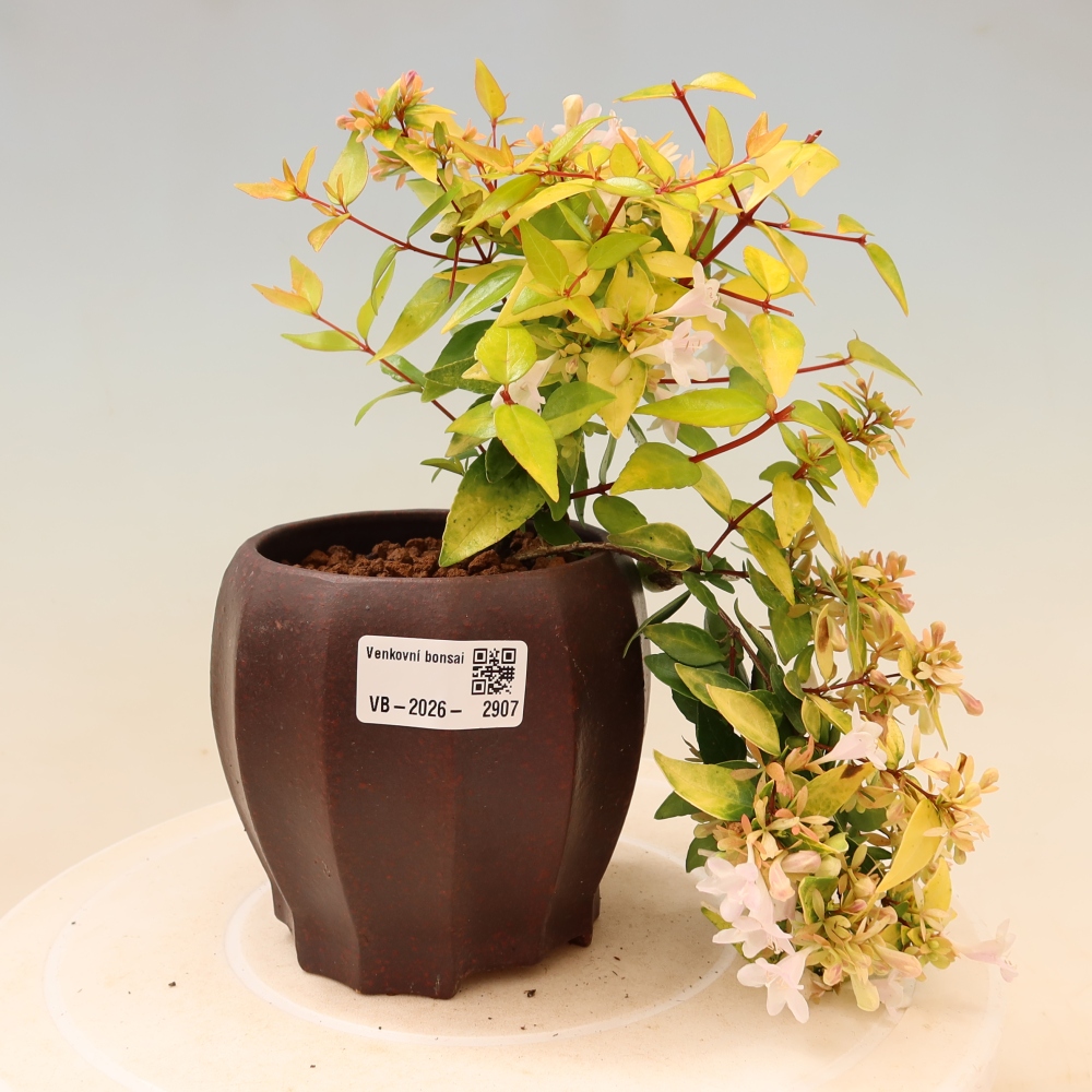 Outdoor Bonsai - Abelia 'Kleidoscope' - Large-flowered Abelia
