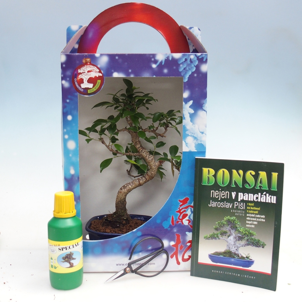 Room bonsai in gift box Ficus retusa - Small-leaved ficus