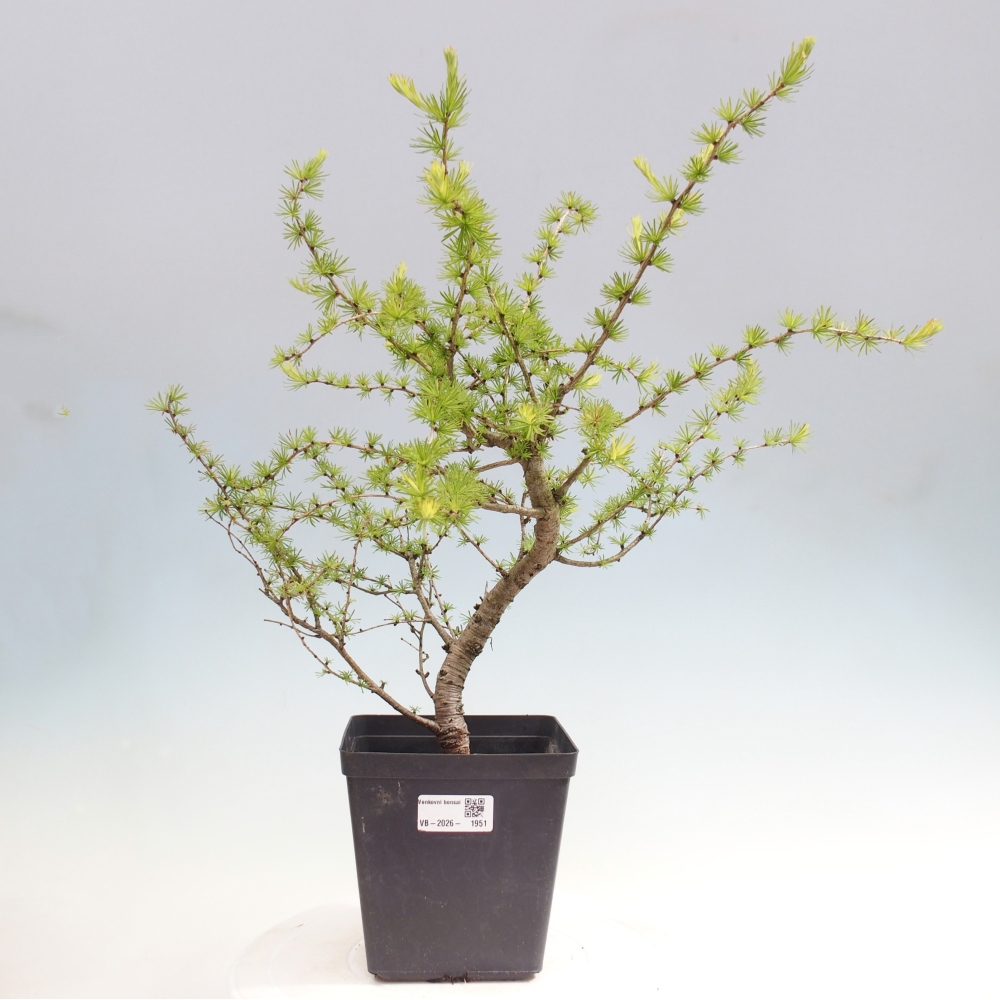 Outdoor bonsai -Larix decidua - Larch