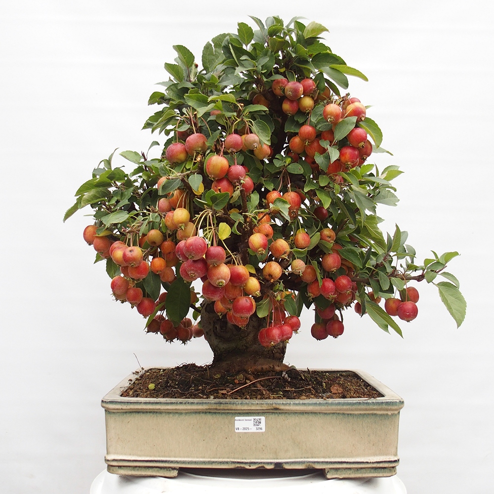 Outdoor bonsai - Malus halliana - Small-fruited apple tree