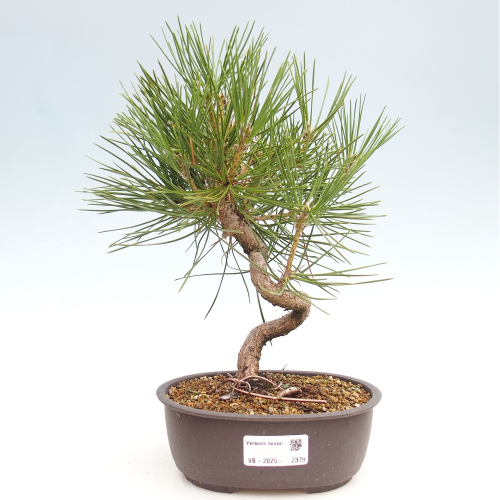 Outdoor bonsai - Pinus thunbergii - Thunbergia pine
