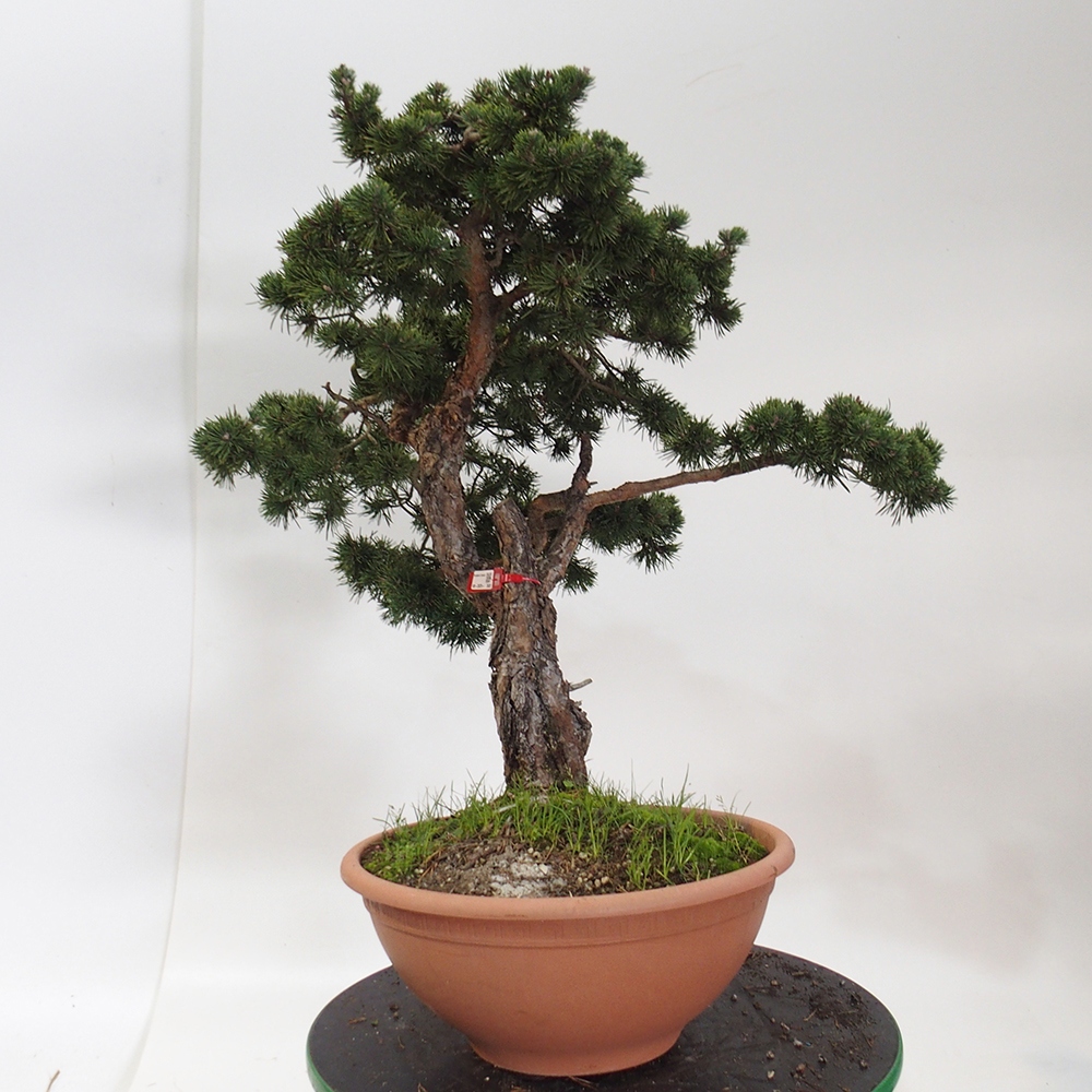 Yamadori - Pinus sylvestris Spain