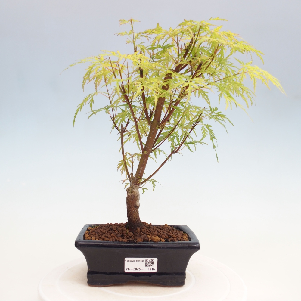 Outdoor bonsai - Acer palmatum Dissectum - Japanese Maple 