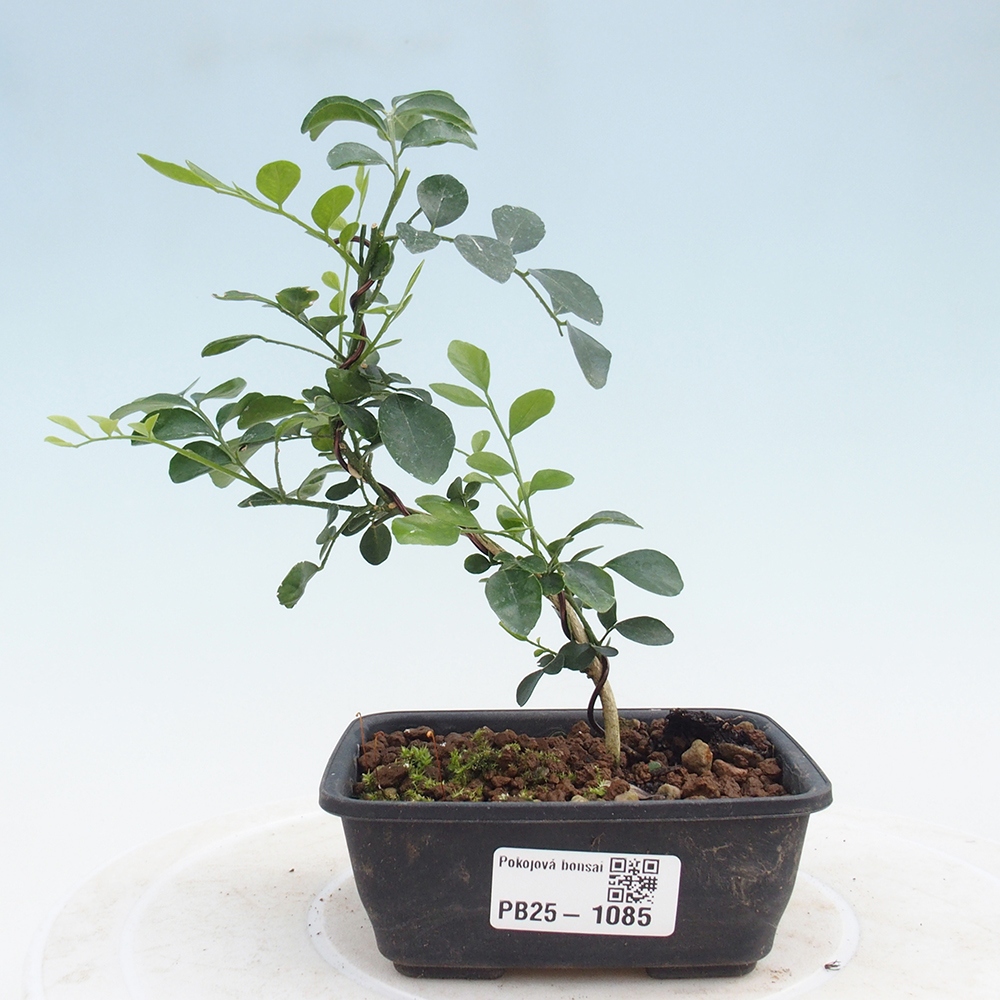 Room bonsai - Muraya paniculata