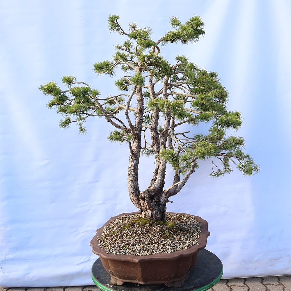 Pinus sylvestris Spain - Scots pine
