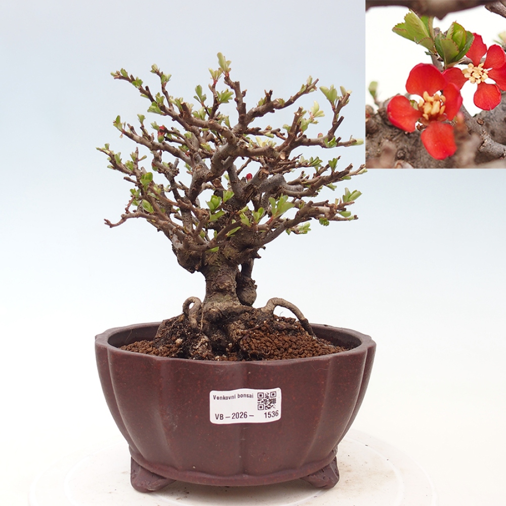 Outdoor bonsai - Chaneomeles speciosa - Quince