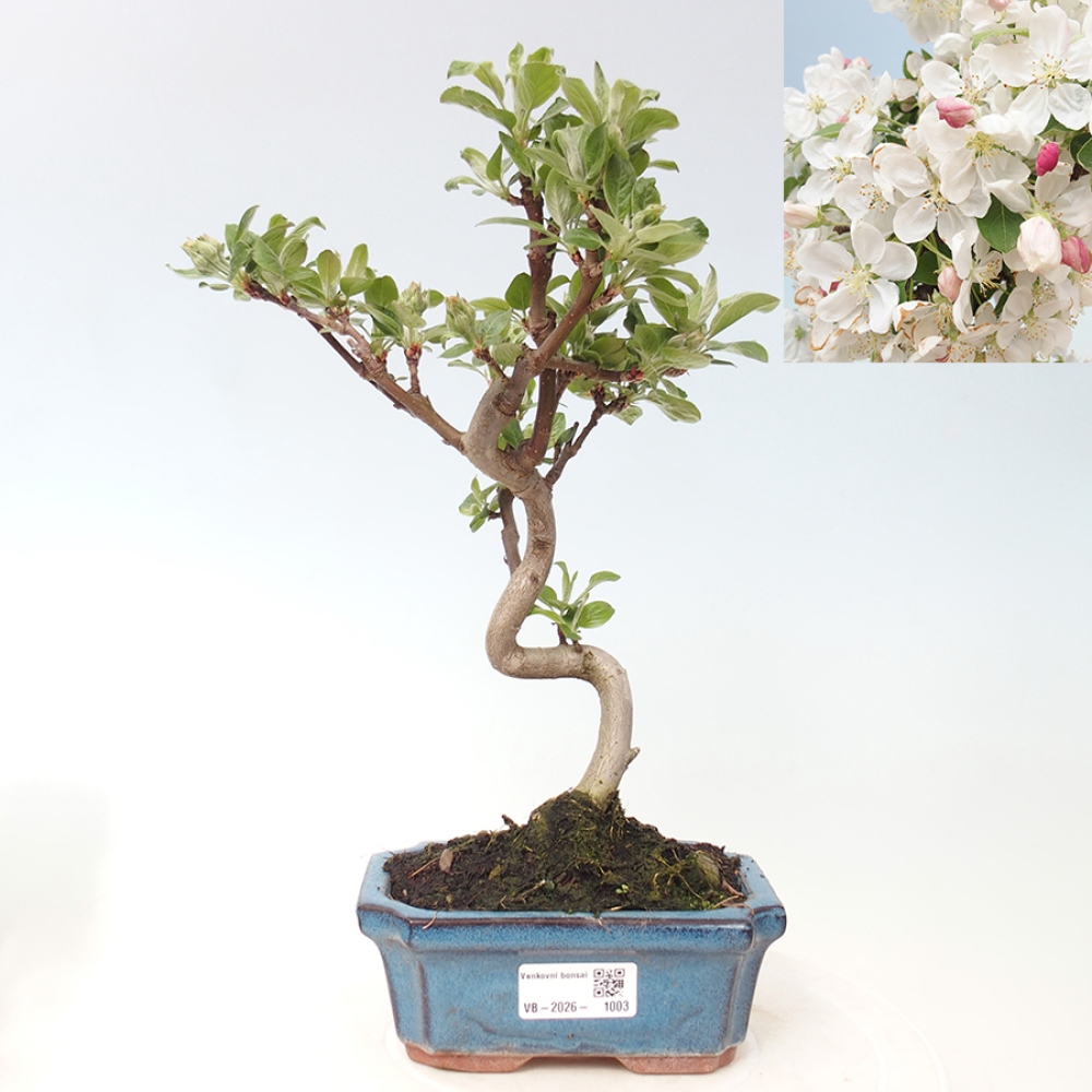 Outdoor bonsai -Malus halliana - Small-fruited apple tree