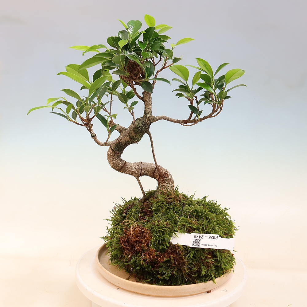 Kokedama with a saucer - small-leaved ficus - Ficus kimmen