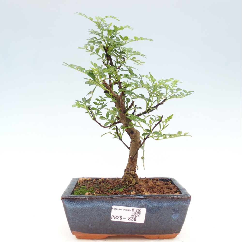Room bonsai - Zantoxylum piperitum - pepper tree