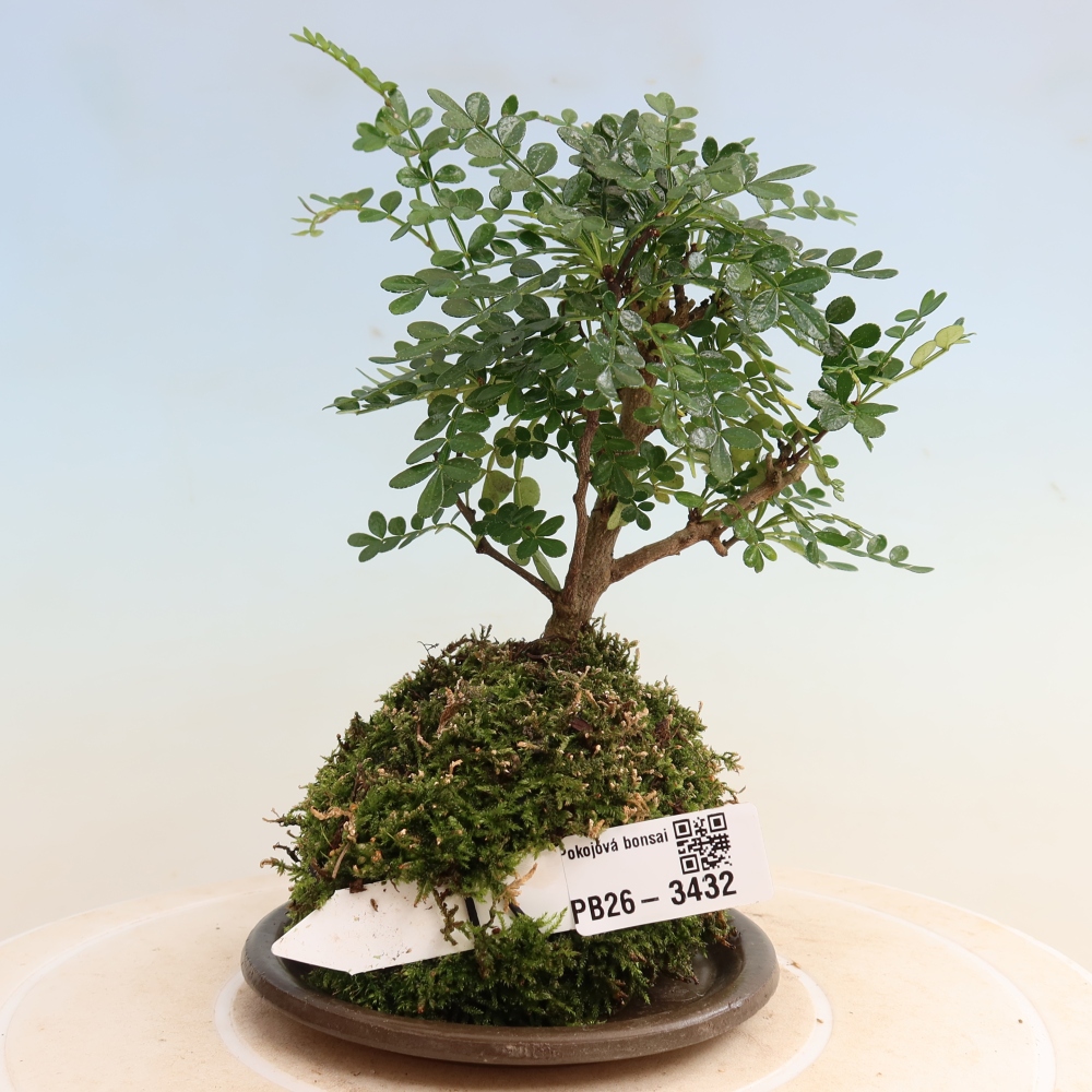 Kokedama with a saucer - Zantoxylum piperitum - pepper tree