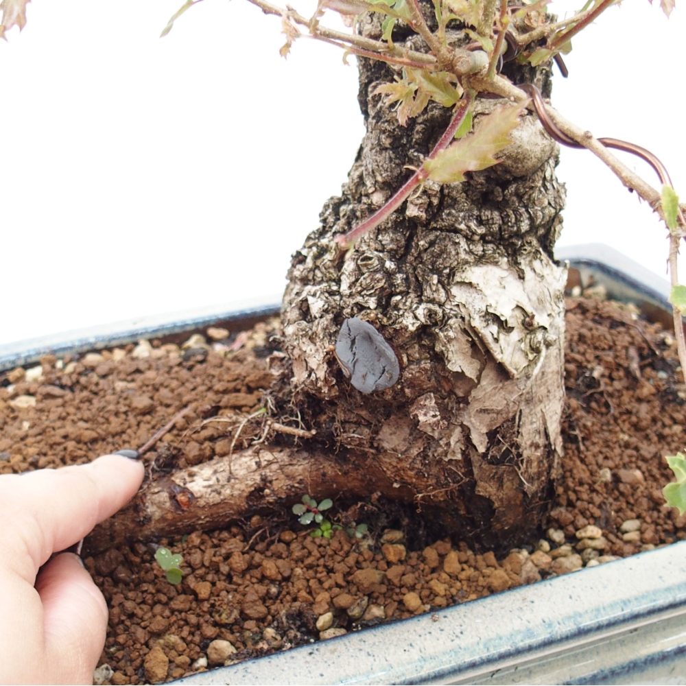 Yamadori - Quercus Ilex - Oak holly