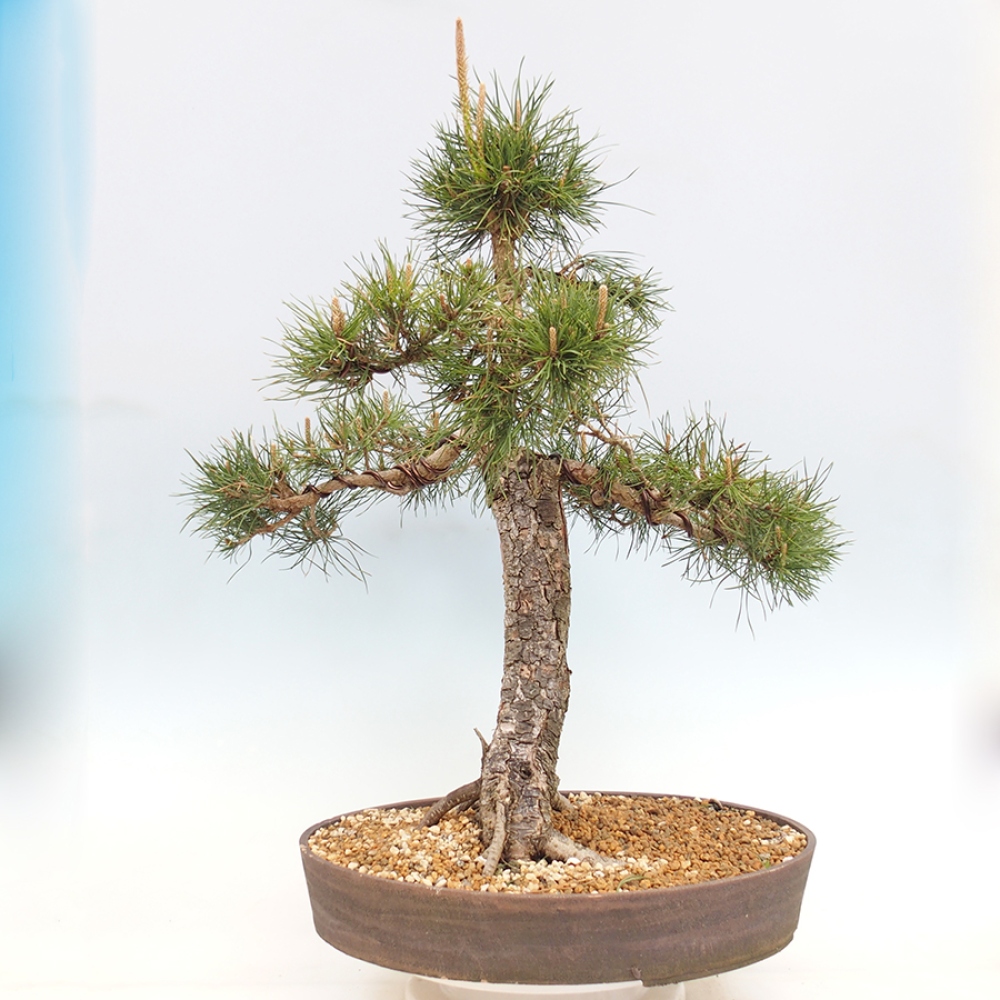 Outdoor bonsai - Pinus thunbergii - Thunberg pine