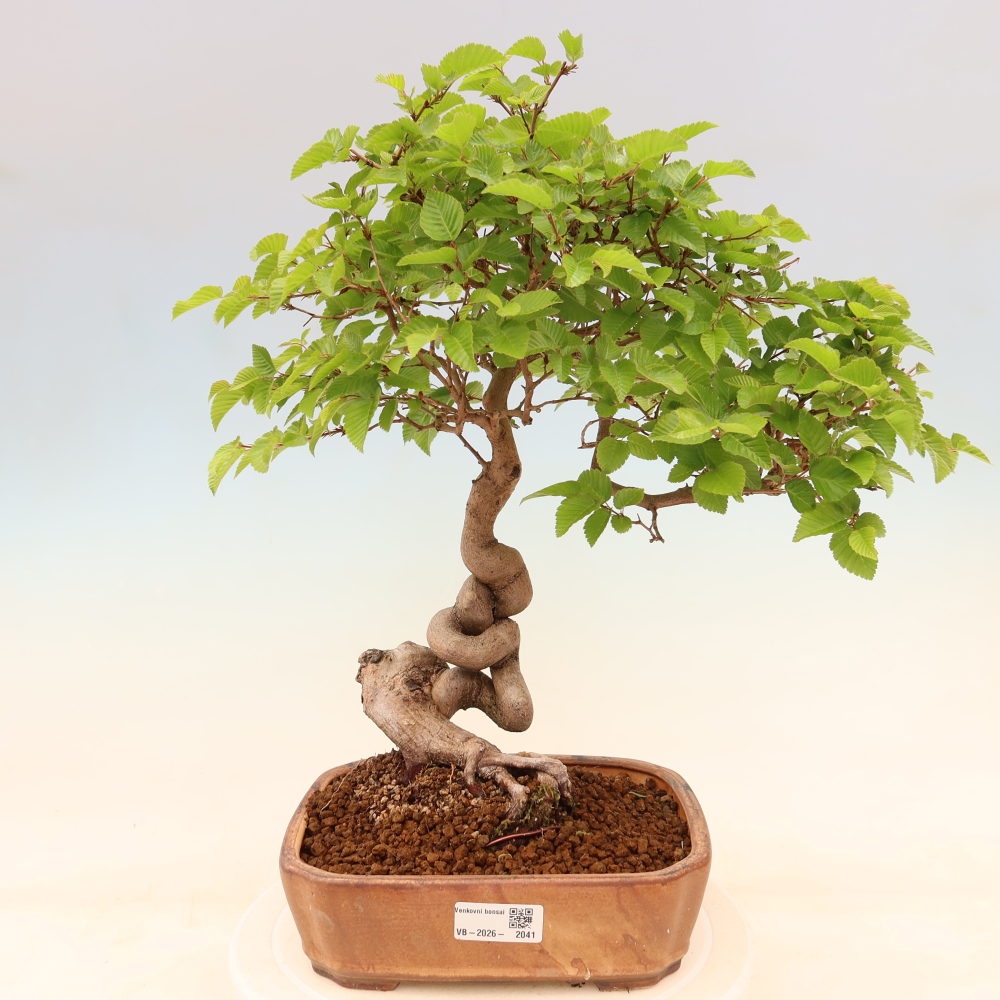 Outdoor bonsai -Carpinus coreana - Korean Hornbeam