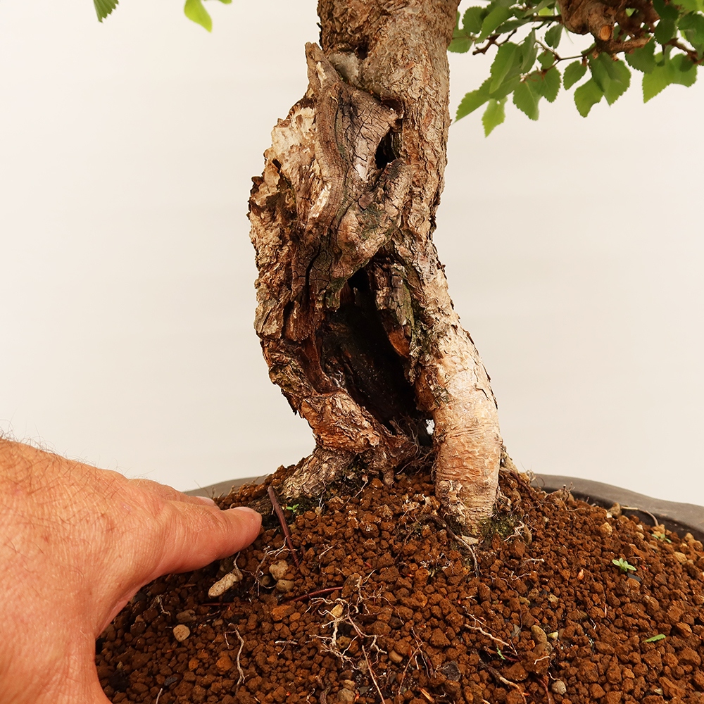 Outdoor bonsai - Carpinus Coreana - Korean hornbeam