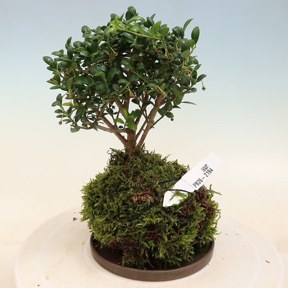 Kokedama with a saucer - Ilex crenata - Holly