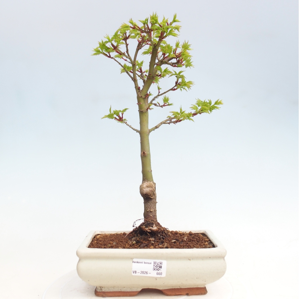 Outdoor bonsai -Javor palm Acer palmatum Shishigashira