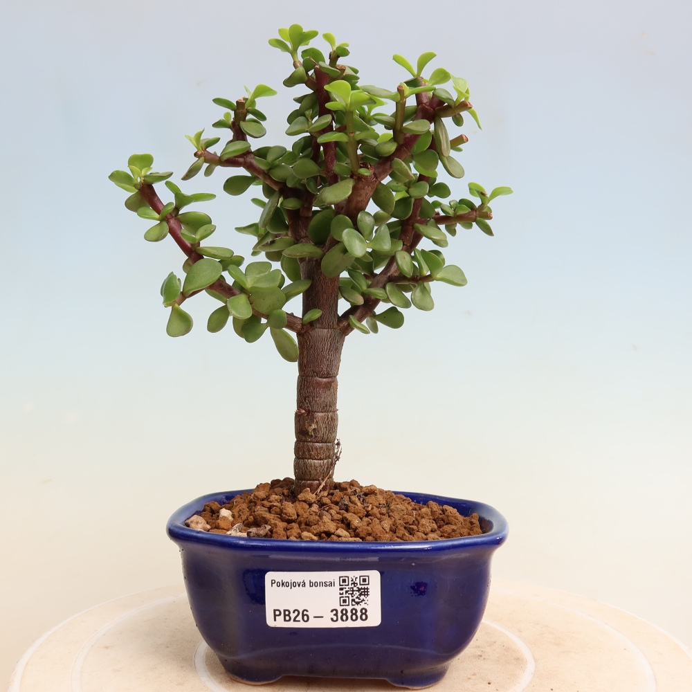 Room bonsai - Portulakaria Afra - Tlustice