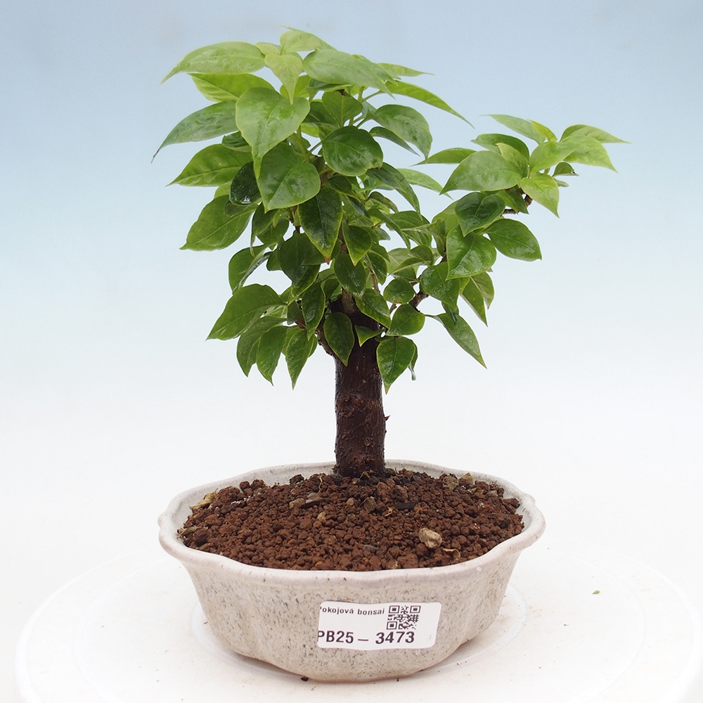 Room bonsai - Bouganwilea