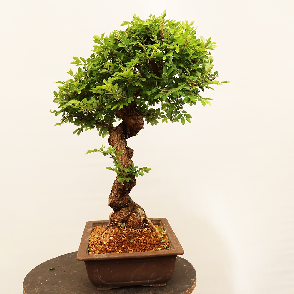Outdoor bonsai - Zelkova - Zelkova NIRE