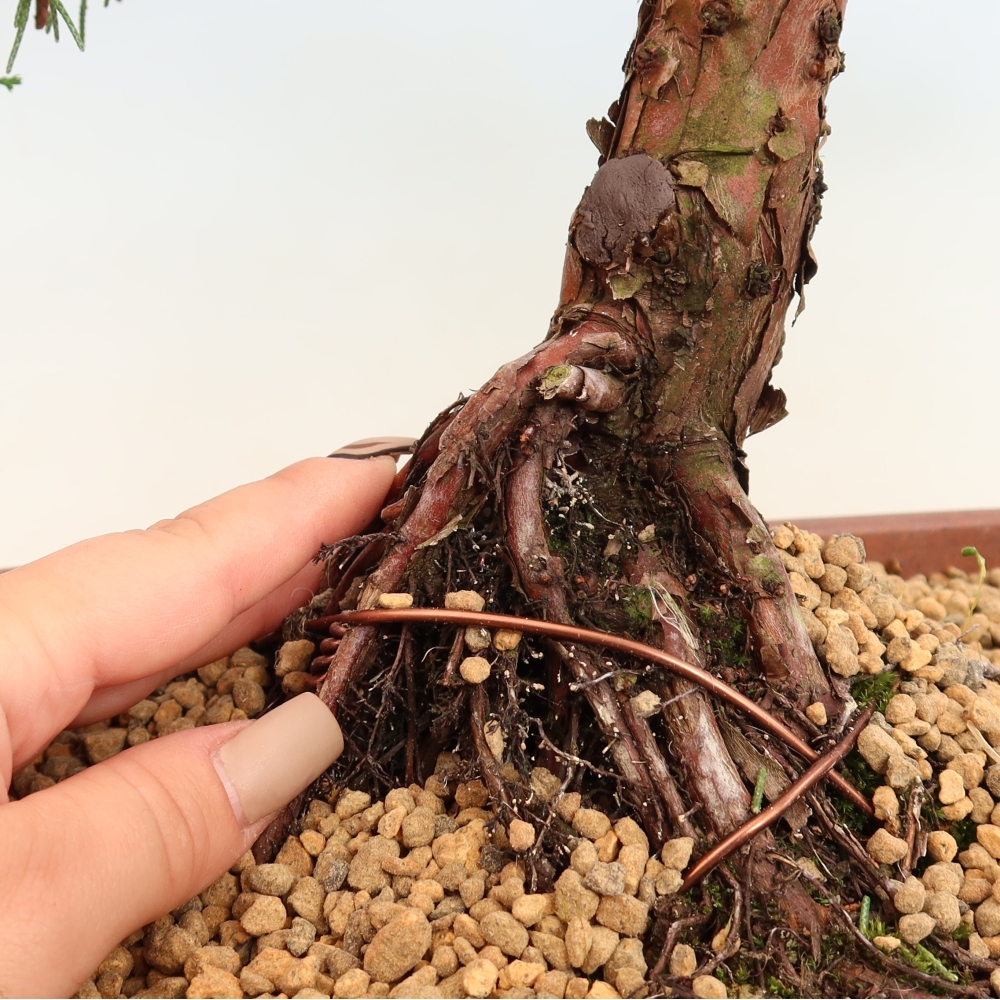 Outdoor bonsai - Juniperus chinensis Kishu