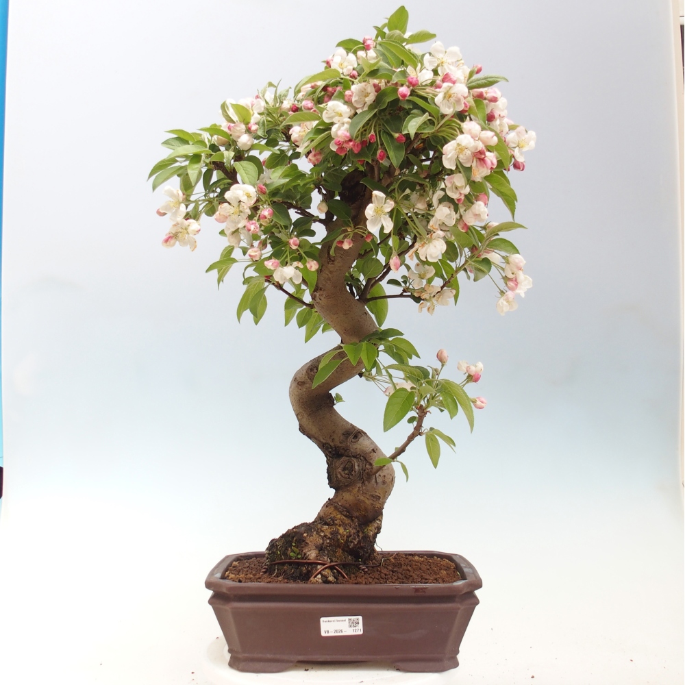 Outdoor bonsai -Malus halliana - Small-fruited apple tree