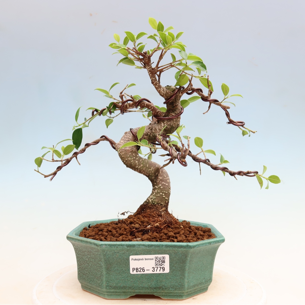 Room bonsai - Ficus kimmen - small-leaved ficus
