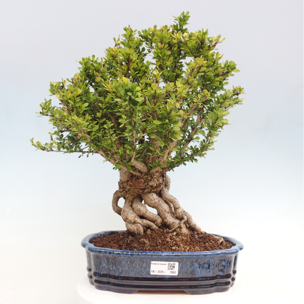 Outdoor bonsai - Berberis coreana