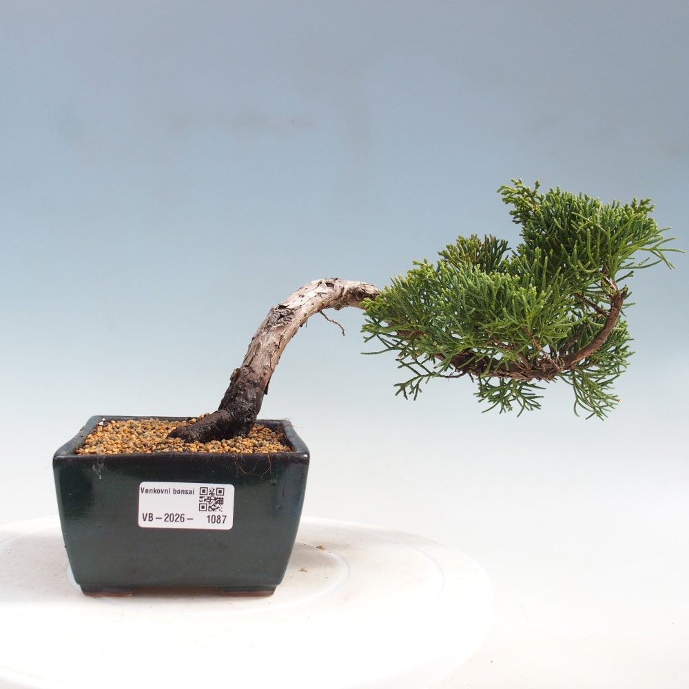 Outdoor bonsai - Juniperus chinensis Kishu
