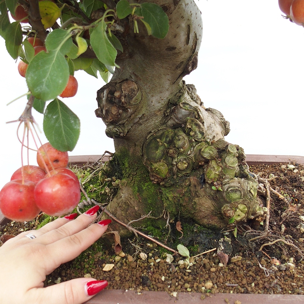 Outdoor bonsai - Malus halliana - Small-fruited apple tree