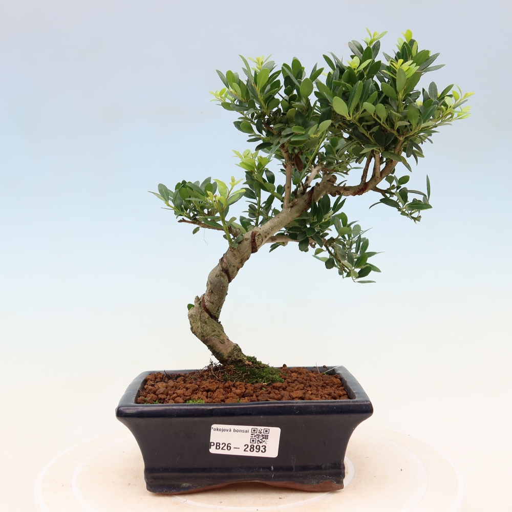 Room bonsai - Ilex crenata - Holly
