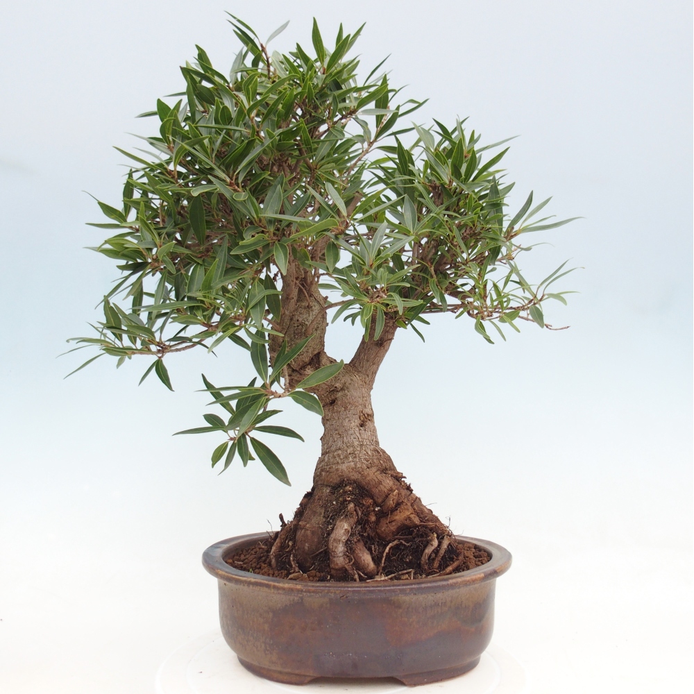 Room bonsai - Ficus nerifolia - small-leaved ficus