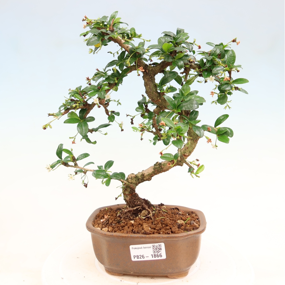 Room bonsai - Carmona macrophylla - Tea fuki