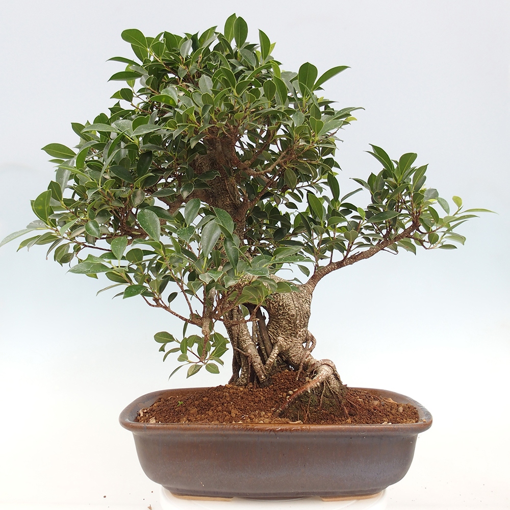 Room bonsai - Ficus kimmen - small-leaved ficus - PERSONAL COLLECTION ONLY or pallet transport