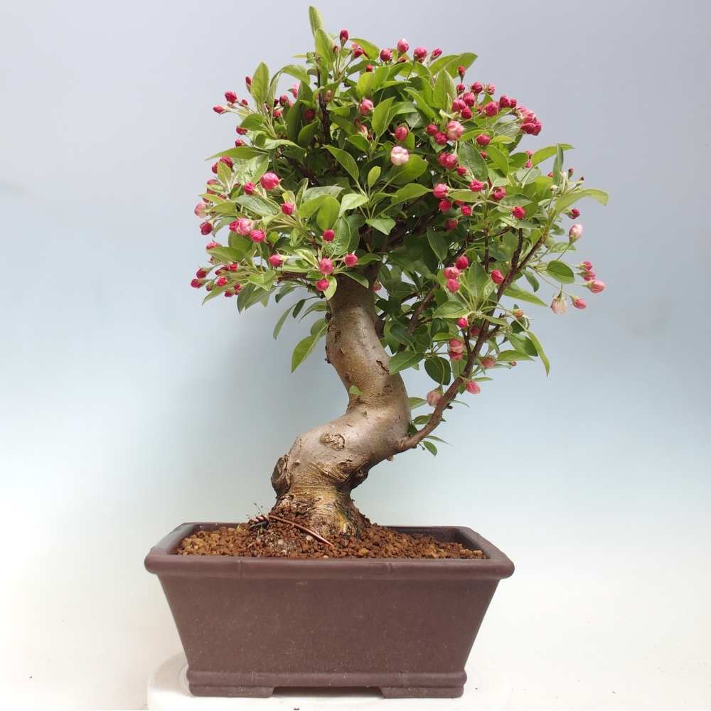 Outdoor bonsai -Malus halliana - Small-fruited apple tree