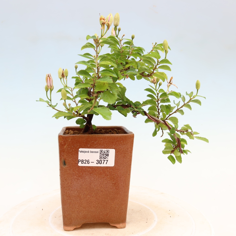 Indoor Bonsai—Grewia occidentalis—Lavender Star