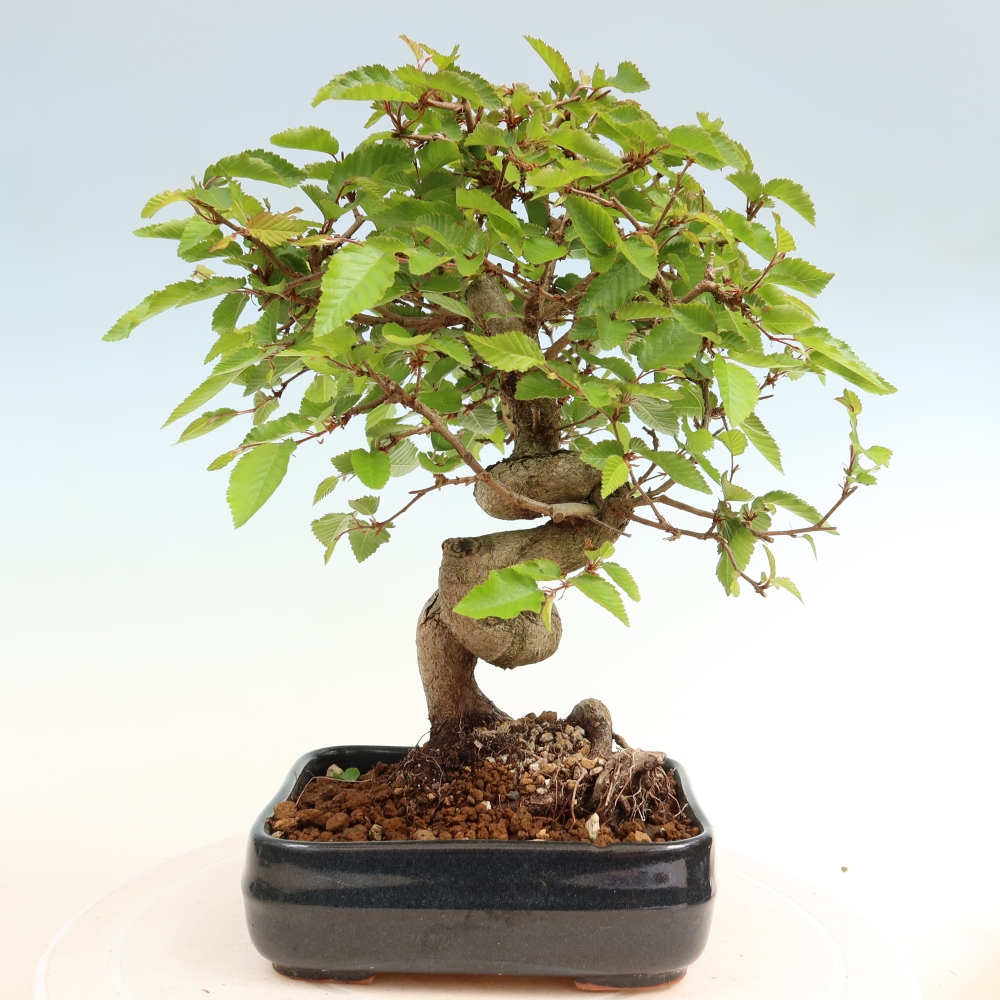 Outdoor bonsai -Carpinus coreana - Korean Hornbeam