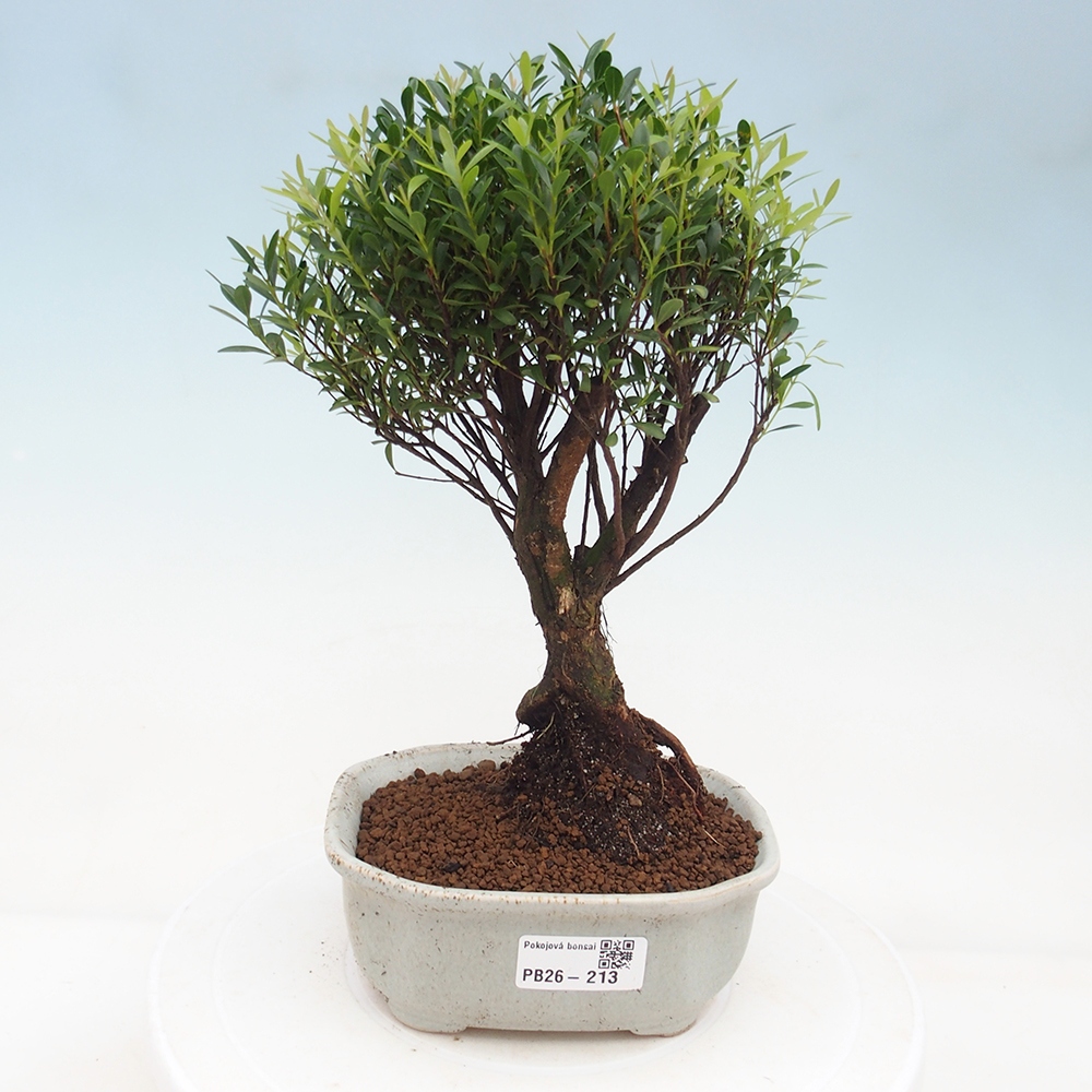 Room bonsai - Syzygium - Pimento